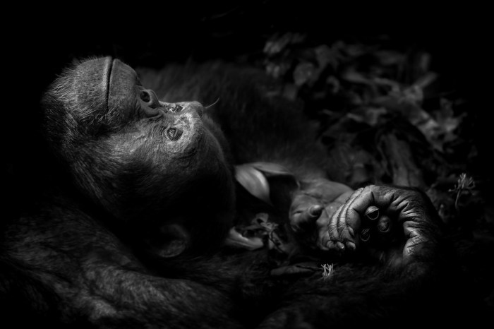 Simpanse Selamanya Memanjat Pohon Kemenangan